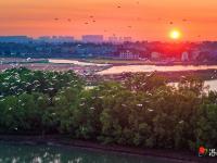  绿美红树林  绘就生态新画卷