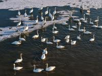 春江水暖“鹅”先知