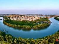  绿美红树林  绘就生态新画卷