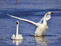 春江水暖“鹅”先知