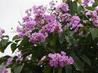 港城盛夏：大花紫薇绚烂绽放