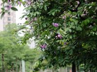港城盛夏：大花紫薇绚烂绽放