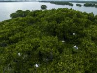 万物生长 白鹭育雏